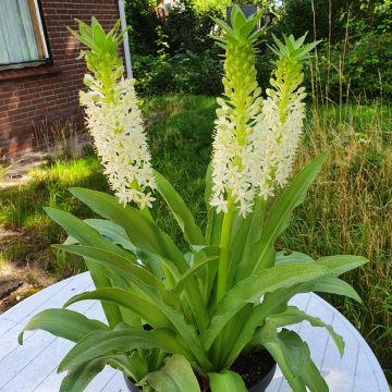 Eucomis comosa Johannesburg - Fleur ananas