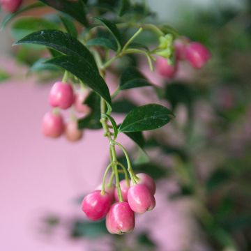 Eugenia uniflora Etna Fire - Eugenie