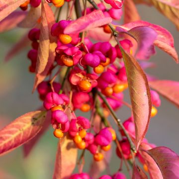 Pfaffenhütchen Red Cascade - Euonymus europaeus