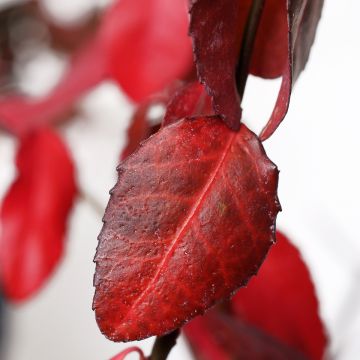 Euonymus fortunei Coloratus - Fusain rampant