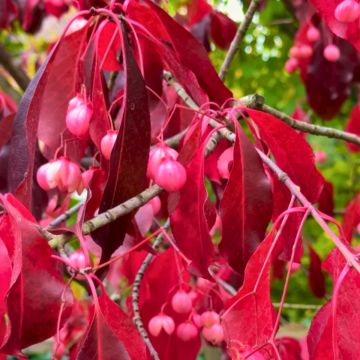 Japanischer Spindelstrauch Ruby Wine - Euonymus grandiflorus