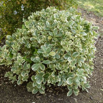 Japanischer Spindelstrauch Bravo - Euonymus japonicus