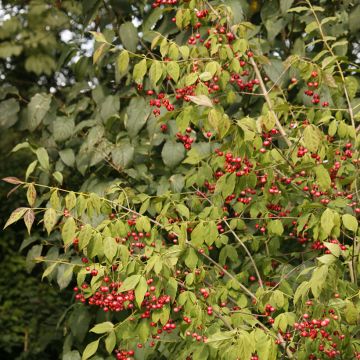 Euonymus oxyphyllus - Pfaffenhütchen