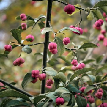 Euonymus vidalii - Pfaffenhütchen