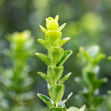Japanischer Spindelstrauch Green Rocket - Euonymus japonicus