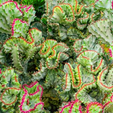 Euphorbia lactea Cristata - Korallen-Wolfsmilch