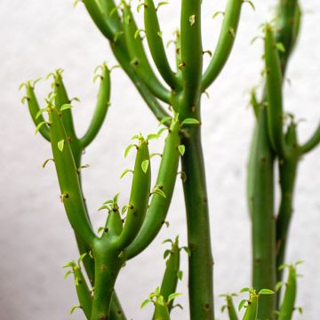 Bleistiftstrauch - Euphorbia tirucalli