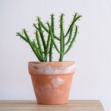 Bleistiftstrauch - Euphorbia tirucalli