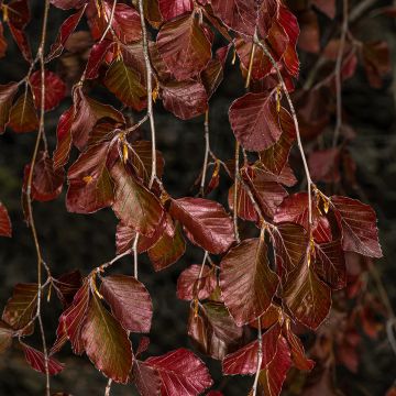 Rotbuche Purple Fountain - Fagus sylvatica