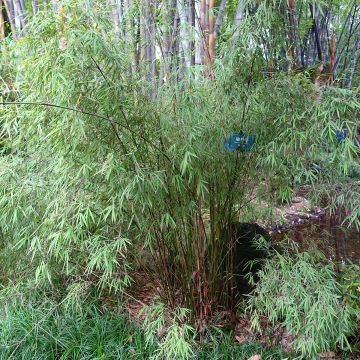 Fargesia angustissima - Bambou non traçant