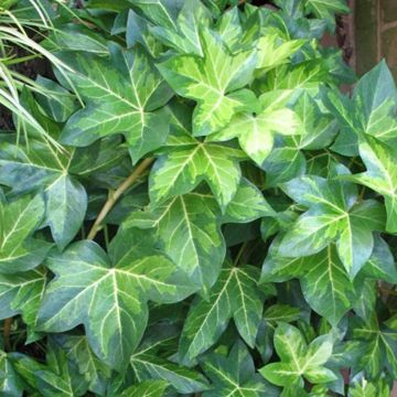Fatshedera lizei Annemieke - Lierre arborescent panaché