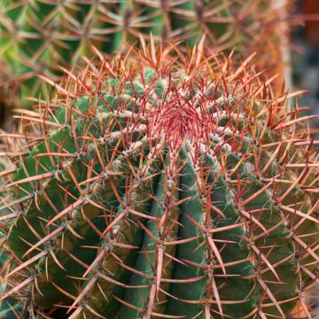 Ferocactus gracilis subsp. coloratus - Ferokaktus