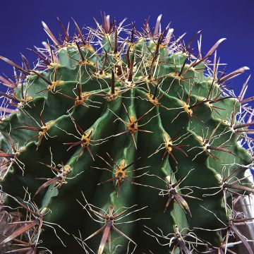 Ferocactus horridus - Ferokaktus