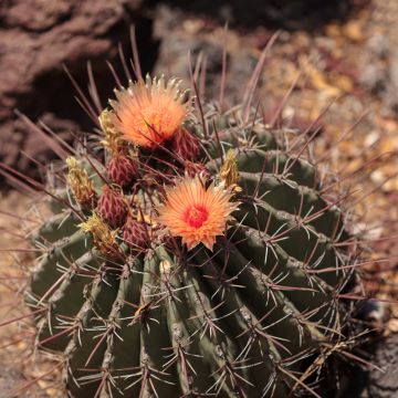 Ferocactus rectispinus - Ferokaktus