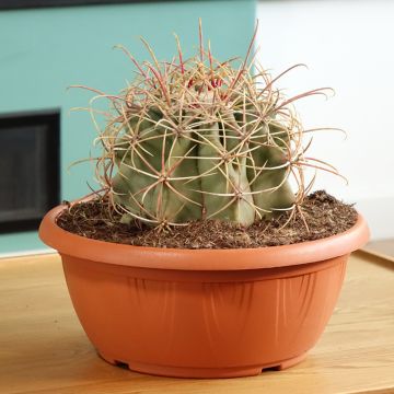 Ferocactus emoryi - Ferokaktus