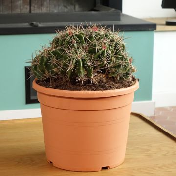 Ferocactus robustus - Ferokaktus
