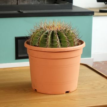 Ferocactus schwarzii - Ferokaktus