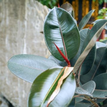 Gummibaum Abidjan - Ficus elastica