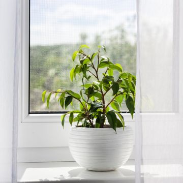 Birkenfeige - Ficus Exotica