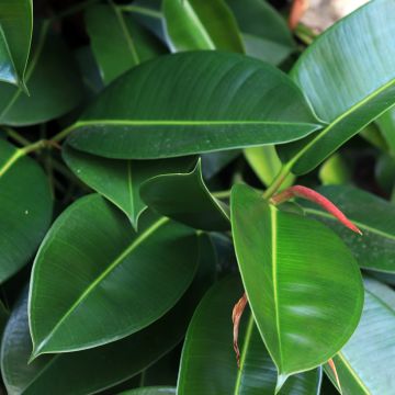 Gummibaum - Ficus Melany