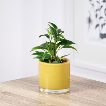 Ficus Natasja - Birkenfeige