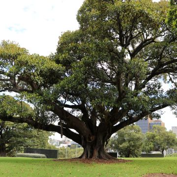 Ficus rubiginosa Australis - Australischer Feigenbaum