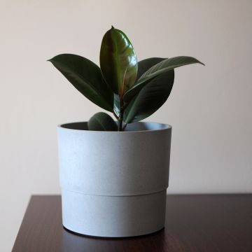 Gummibaum Burgundy - Ficus elastica