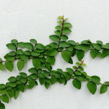 Ficus pumila Arina - Kletter-Feige