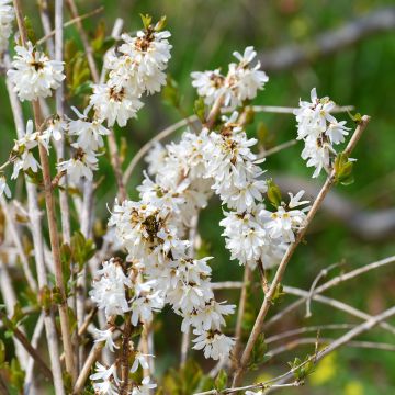 Abeliophyllum distichum - Schneeforsythie