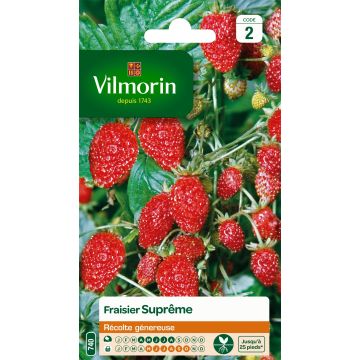 Fragaria vesca 4 saisons suprême - Vilmorin - Wald-Erdbeere