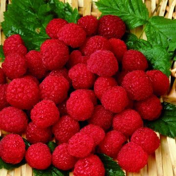 Framboisier Belle de Malicorne delgrosse - Georges Delbard