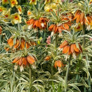 Kaiserkrone Argentea Variegata - Fritillaria imperialis