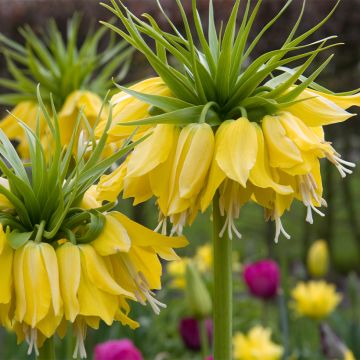 Kaiserkrone Lutea - Fritillaria imperialis