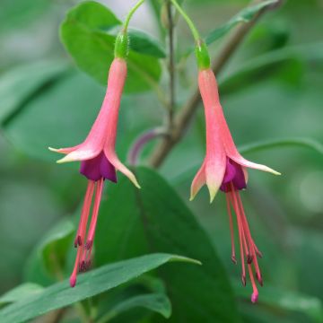 Fuchsia brevilobis
