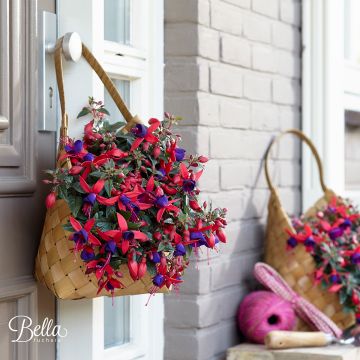 Fuchsia Bella Sacha