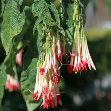 Fuchsia boliviana Alba