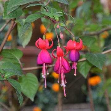 Fuchsia Charming