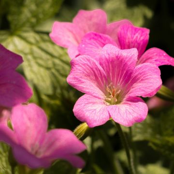Geranium endressii Beholder's Eye - Pyrenäen-Storchschnabel