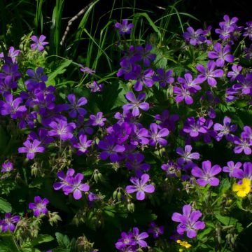 Géranium vivace sylvaticum Bridget Lion