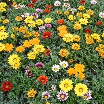 Gazania rigens Zany F1 Mixture (Samen) - Gazanie