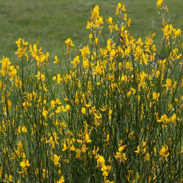 Spartium junceum - Pfriemenginster