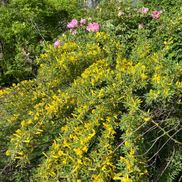 Elfenbeinginster Allgold - Cytisus praecox