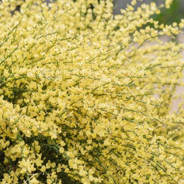 Elfenbeinginster - Cytisus praecox