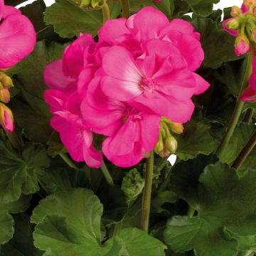 Zonal-Pelargonie Galaxy Rose - Pelargonium