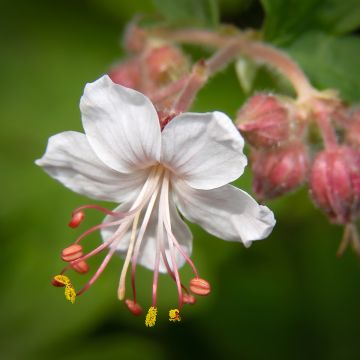 Geranium macrorrhizum Spessart - Balkan-Storchschnabel