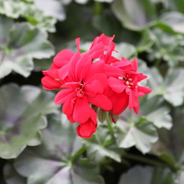 Hängegeranie Moonflair Red - Pelargonium