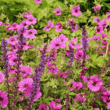 Géranium vivace psilostemon Eva