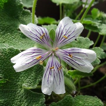 Geranium renardii - Kaukasus-Storchschnabel