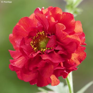 Geum Firestarter - Nelkenwurz