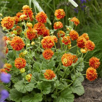 Geum Orange Pumpkin - Nelkenwurz